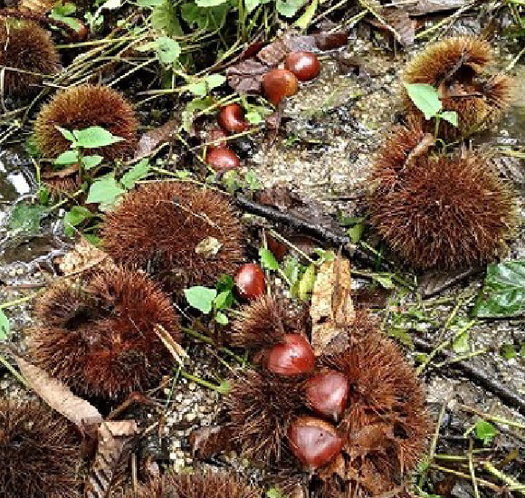 足助みたち栗園