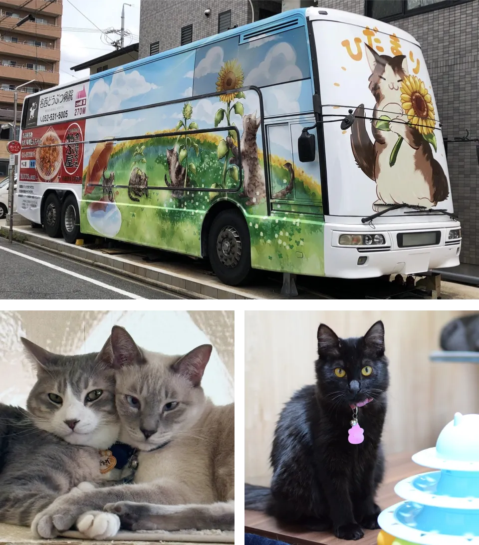 保護猫カフェひだまり号