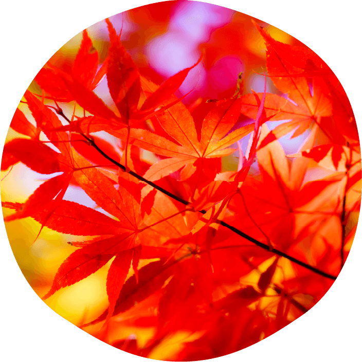 紅葉の写真