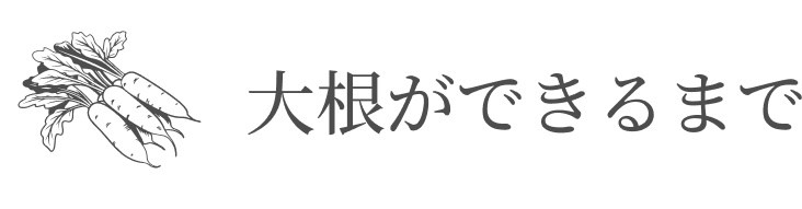 大根ができるまで