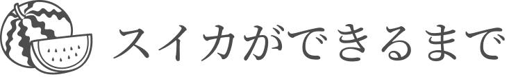 スイカができるまで