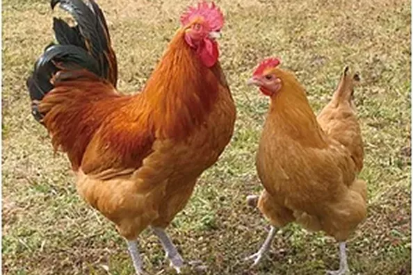 コーチン発祥の地