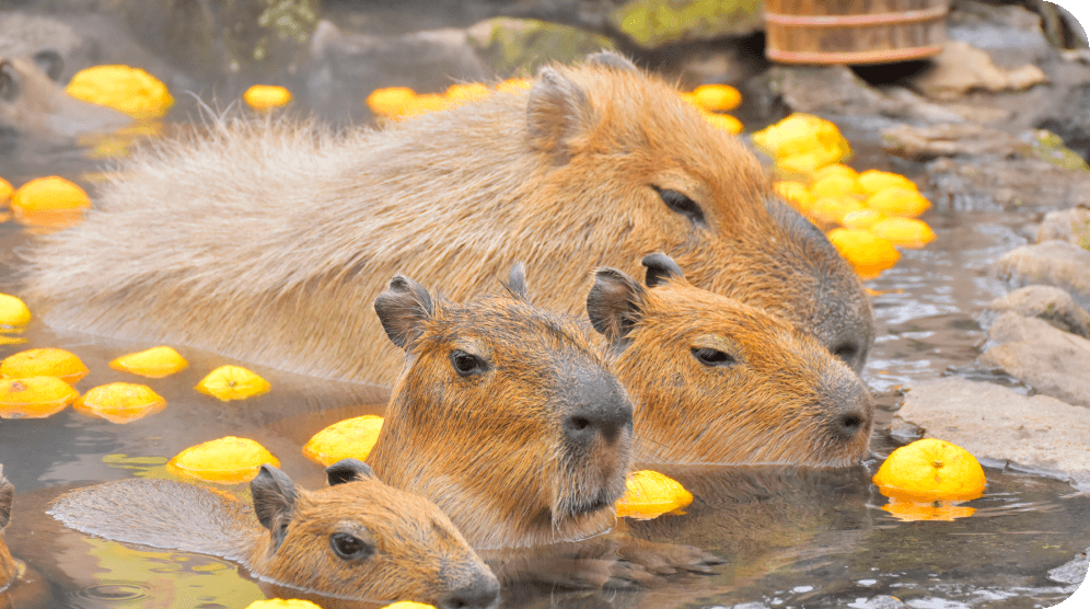 伊豆シャボテン動物公園