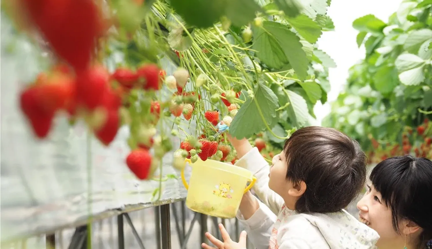 ストロベリーパークみふね