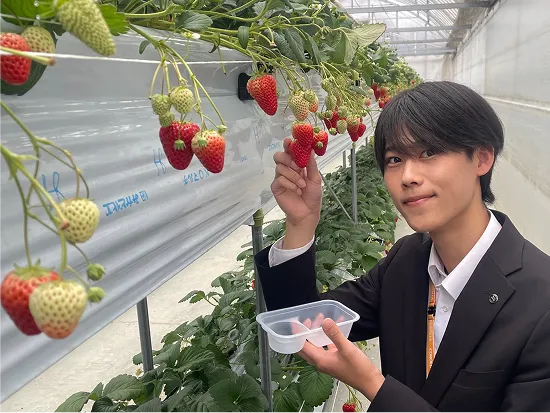 いちご狩りの様子