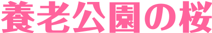 養老公園の桜