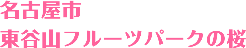 名古屋市 東谷山フルーツパークの桜