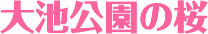 大池公園の桜